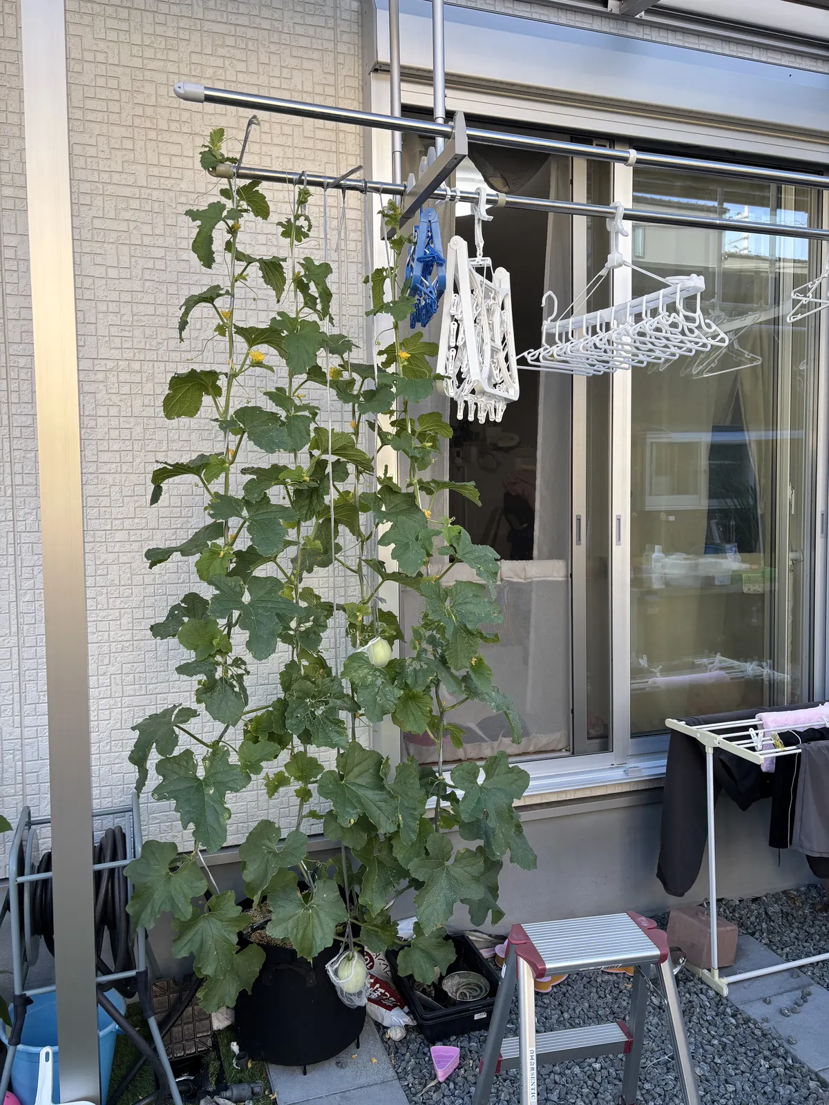 テラス屋根下で立体栽培しているメロン