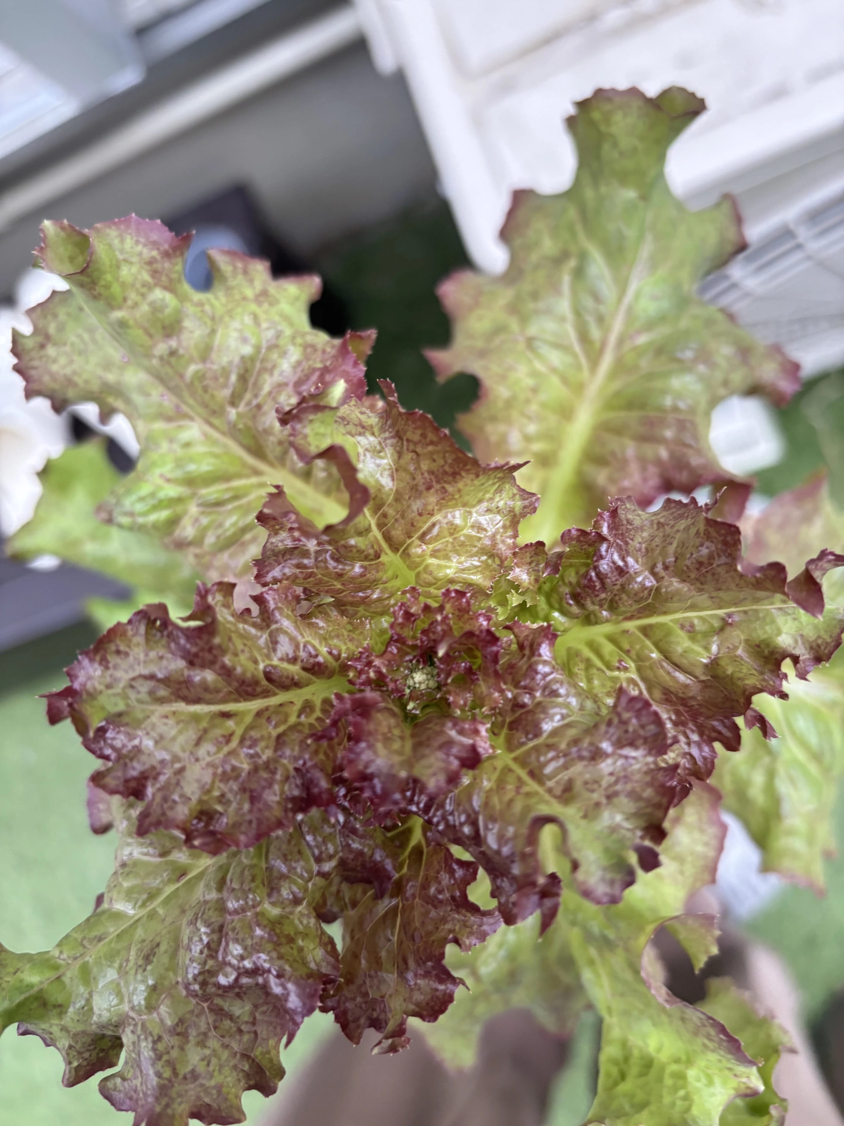 サニーレタスの花芽が見え始めた先端