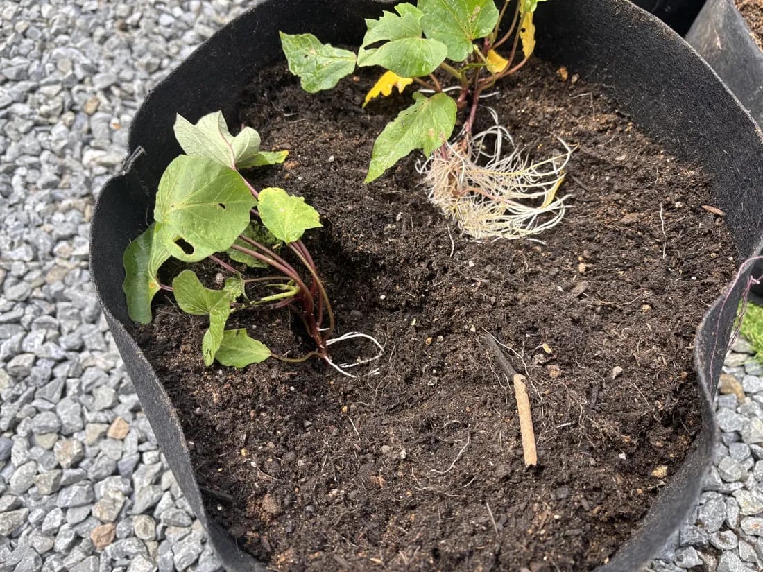 発根したサツマイモの苗を不織布プランターへ植え付ける