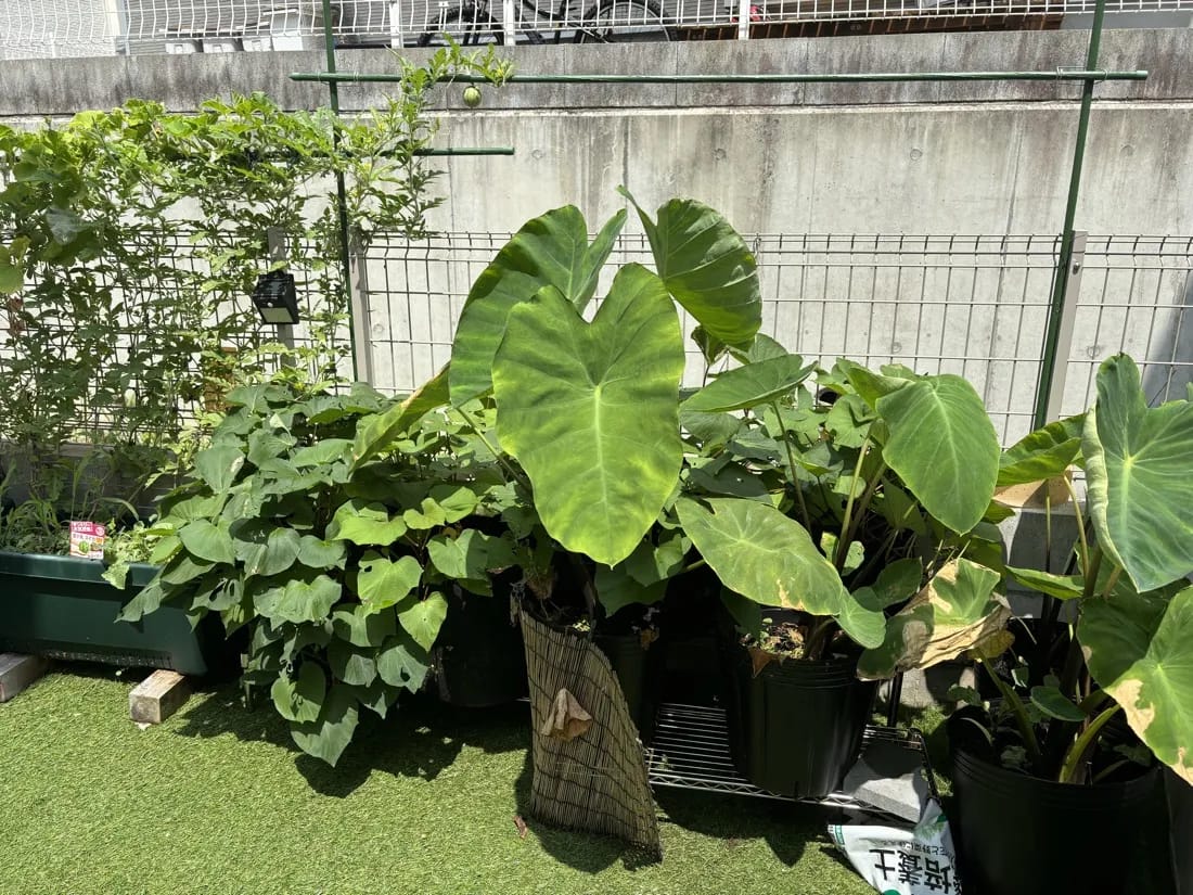 夏に茂ったサツマイモのプランター