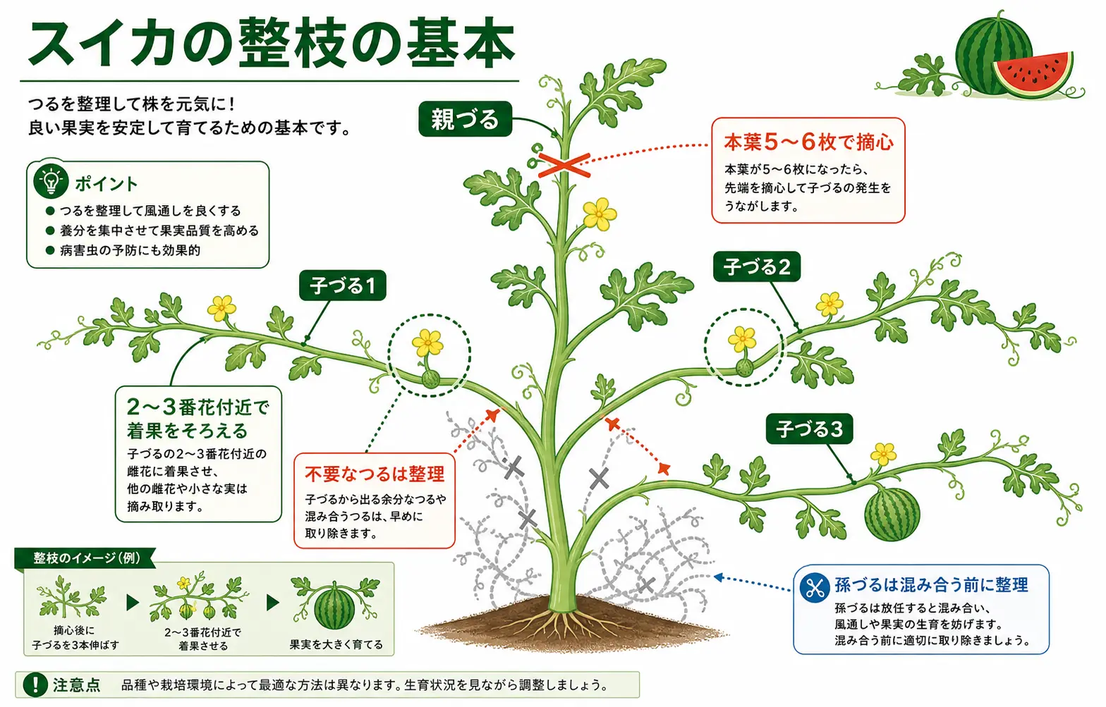 スイカの整枝の基本図解
